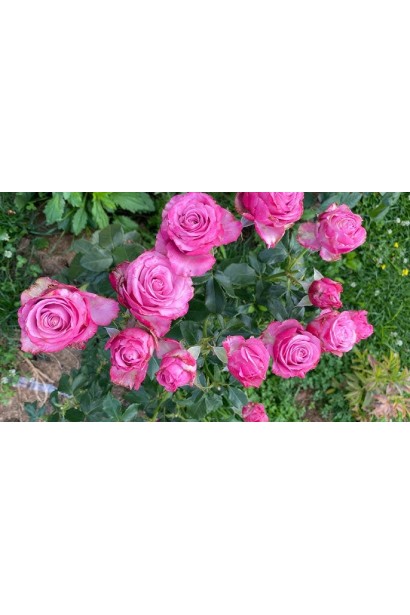 Роза чайно-гибридная ’Дипп Уоттер’